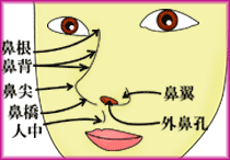 隆鼻術の解説